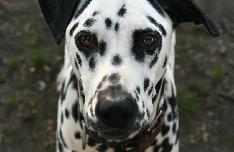 a close up of a dalmatian dog's face with brown eyes