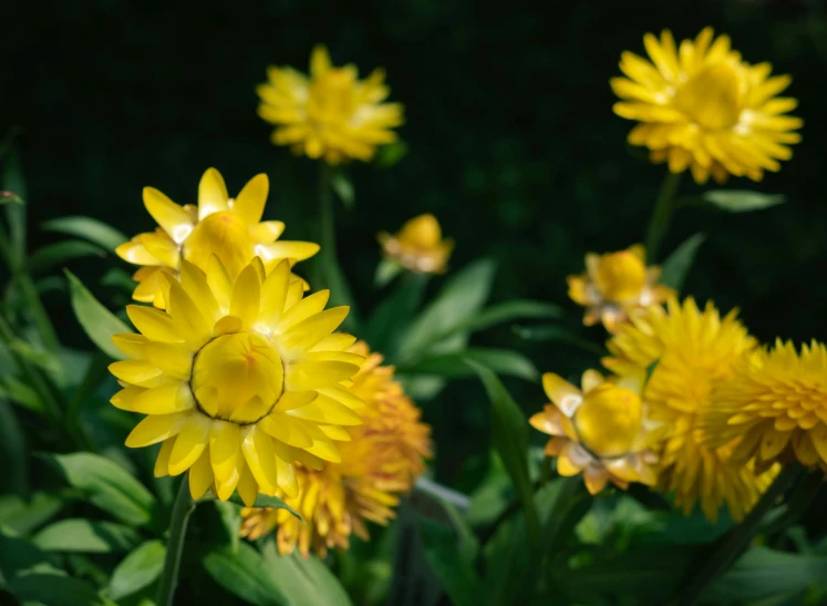 a close up of some yellow flowers near other flowers