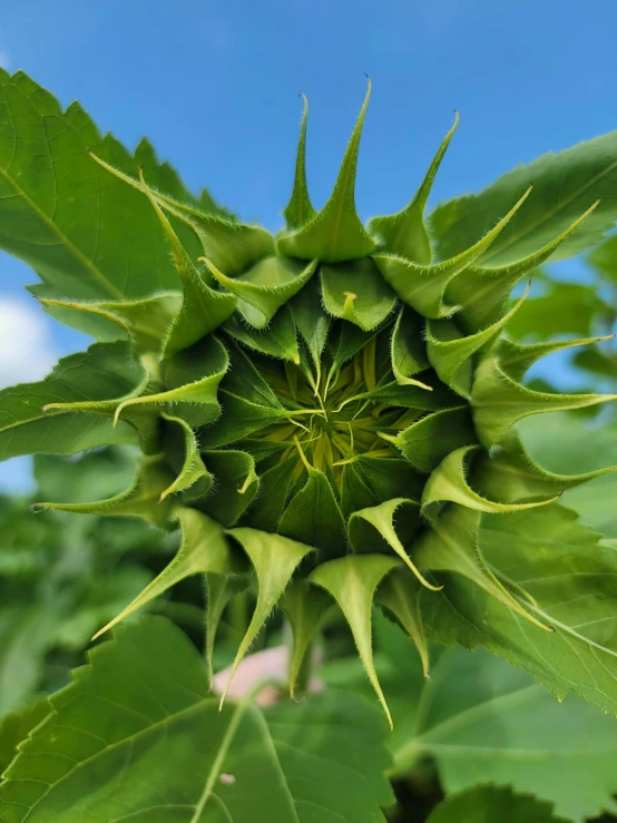 a small closeup view of some leaves on a plant