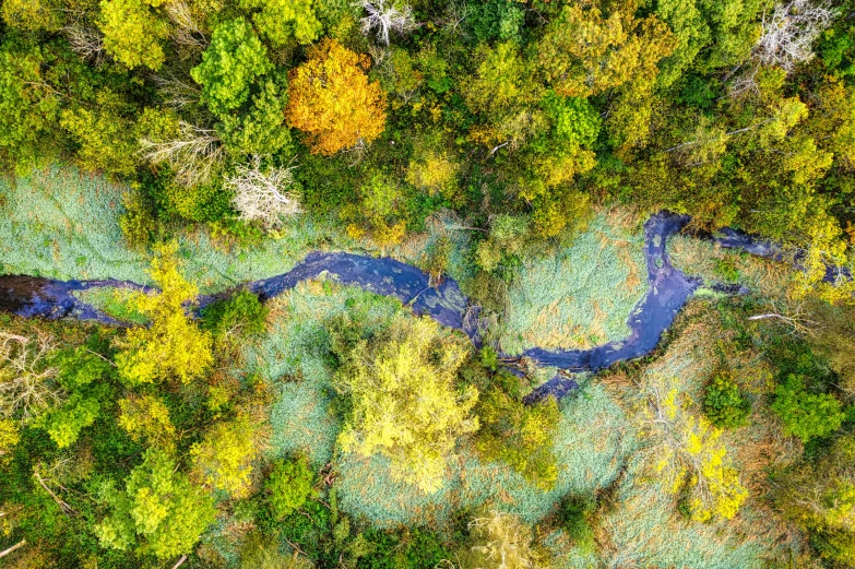 aerial view of the trees surrounding a stream