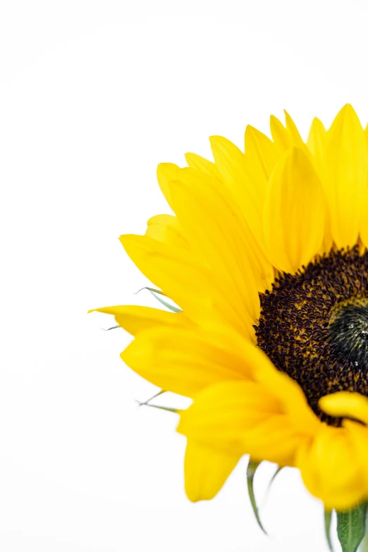 a large yellow flower with two bees on it