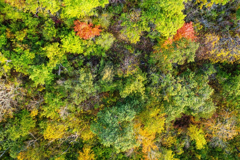 aerial view of trees in a wooded area