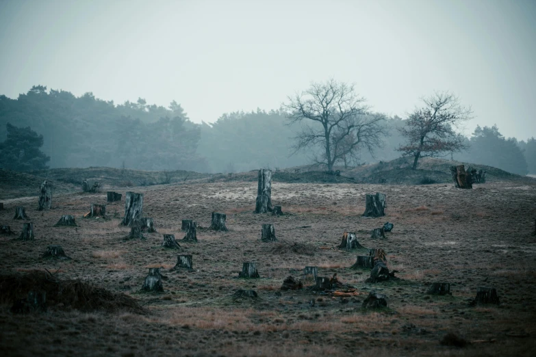 a large field with an old looking tree stumps