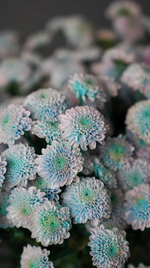 a close up of a cluster of small blue flowers