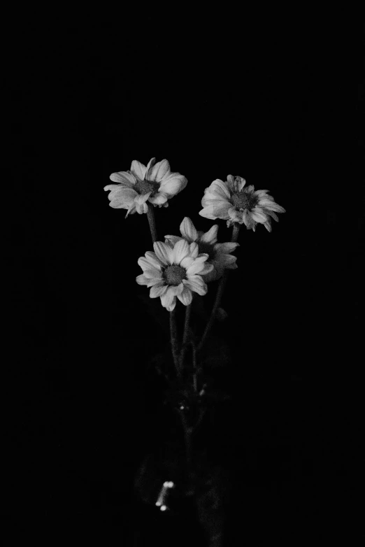 a black and white po of a vase filled with flowers