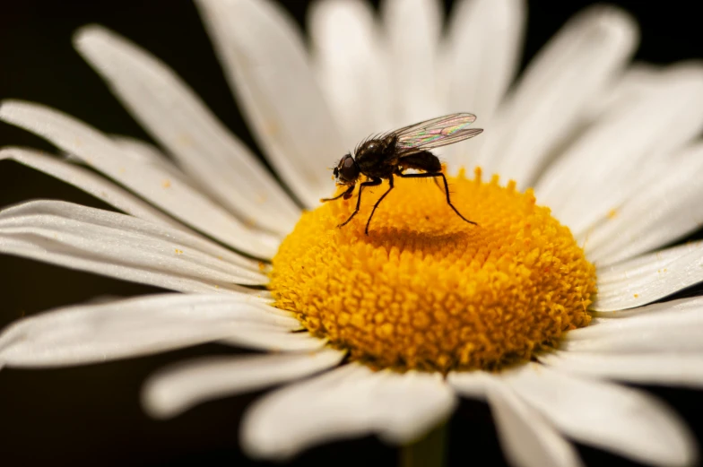 a bee on a flower with a black background