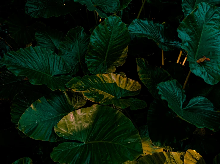 the green plants have large leaves and dark background