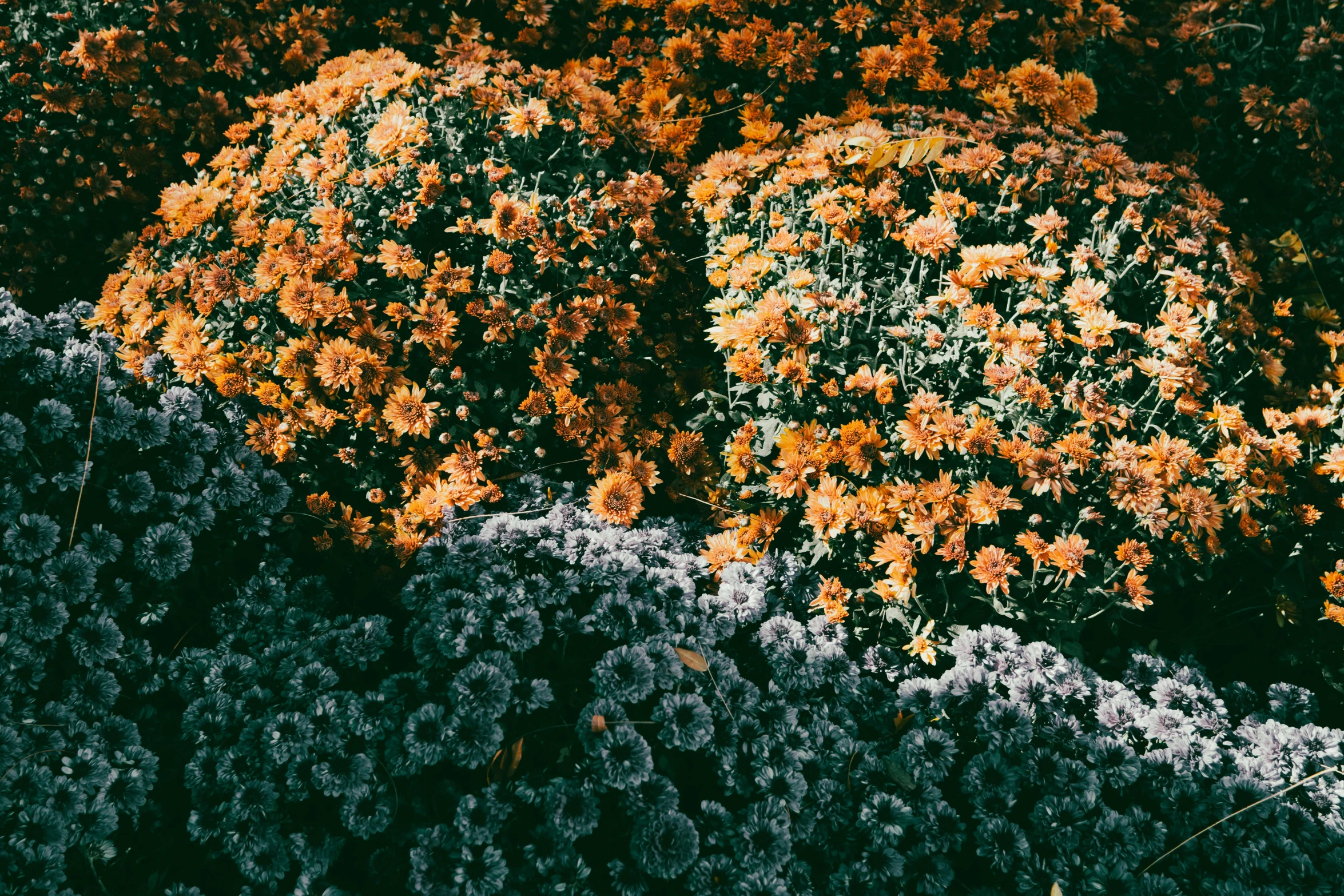 an image of some orange flowers near each other