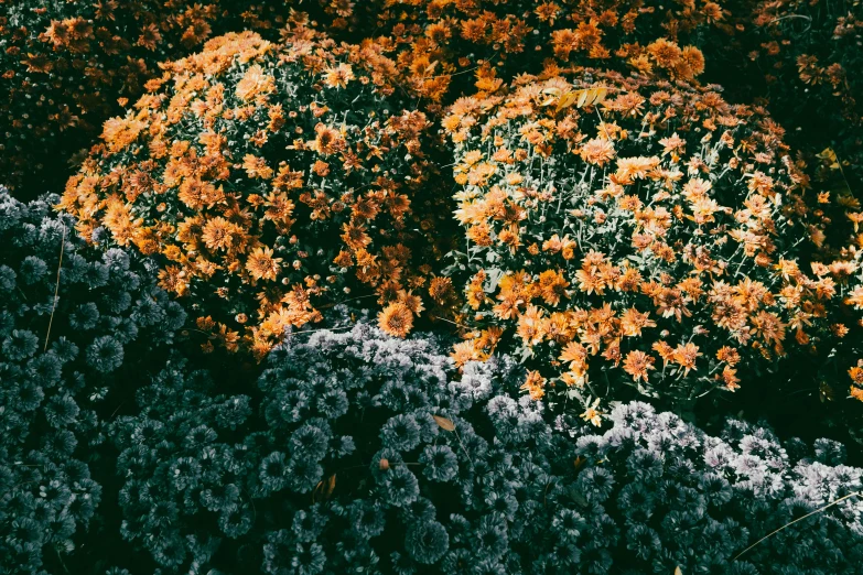 an image of some orange flowers near each other