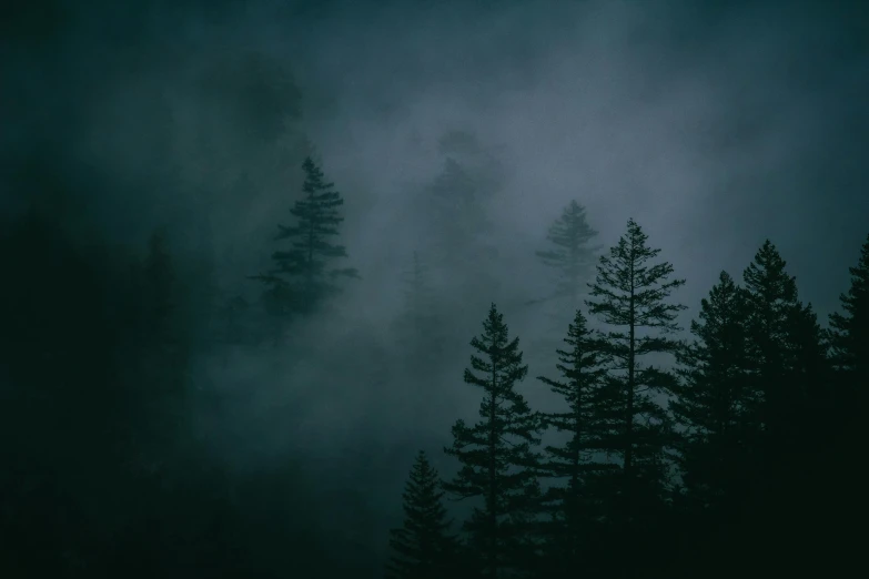 some dark woods covered in a fog and with some very tall trees