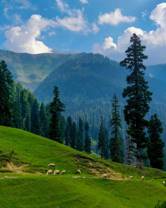 animals grazing on grass with large trees and mountain in background