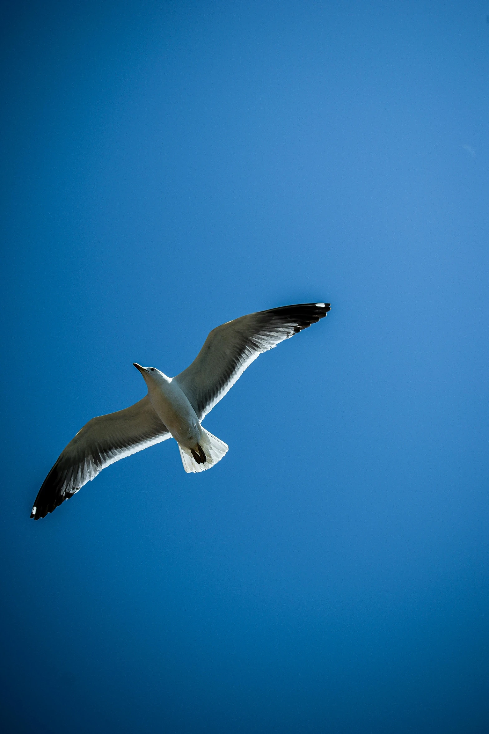 a seagull flying in a blue sky on a sunny day