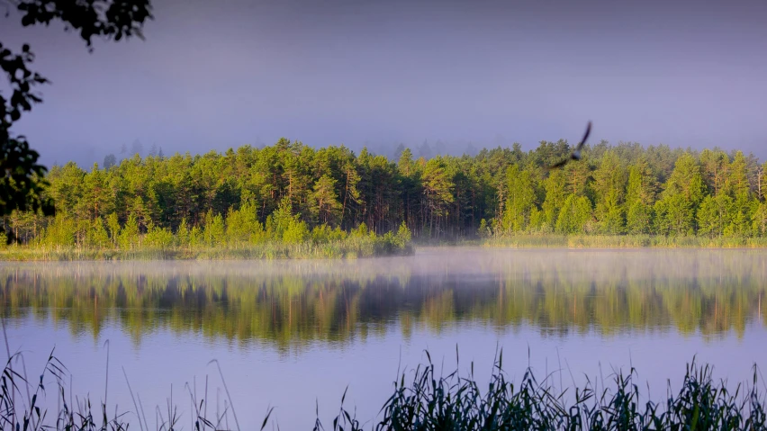 the morning is still foggy and the woods have a bright light