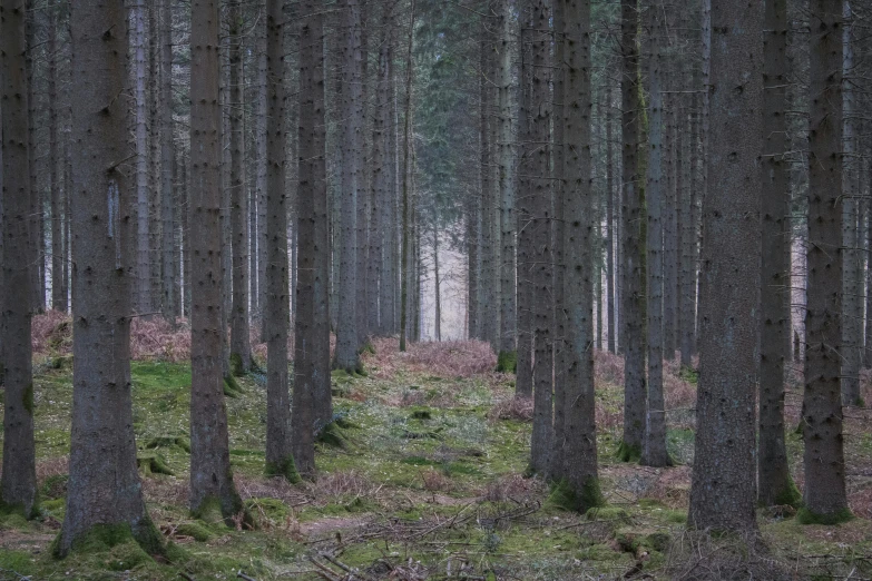 a lush green forest filled with tall trees