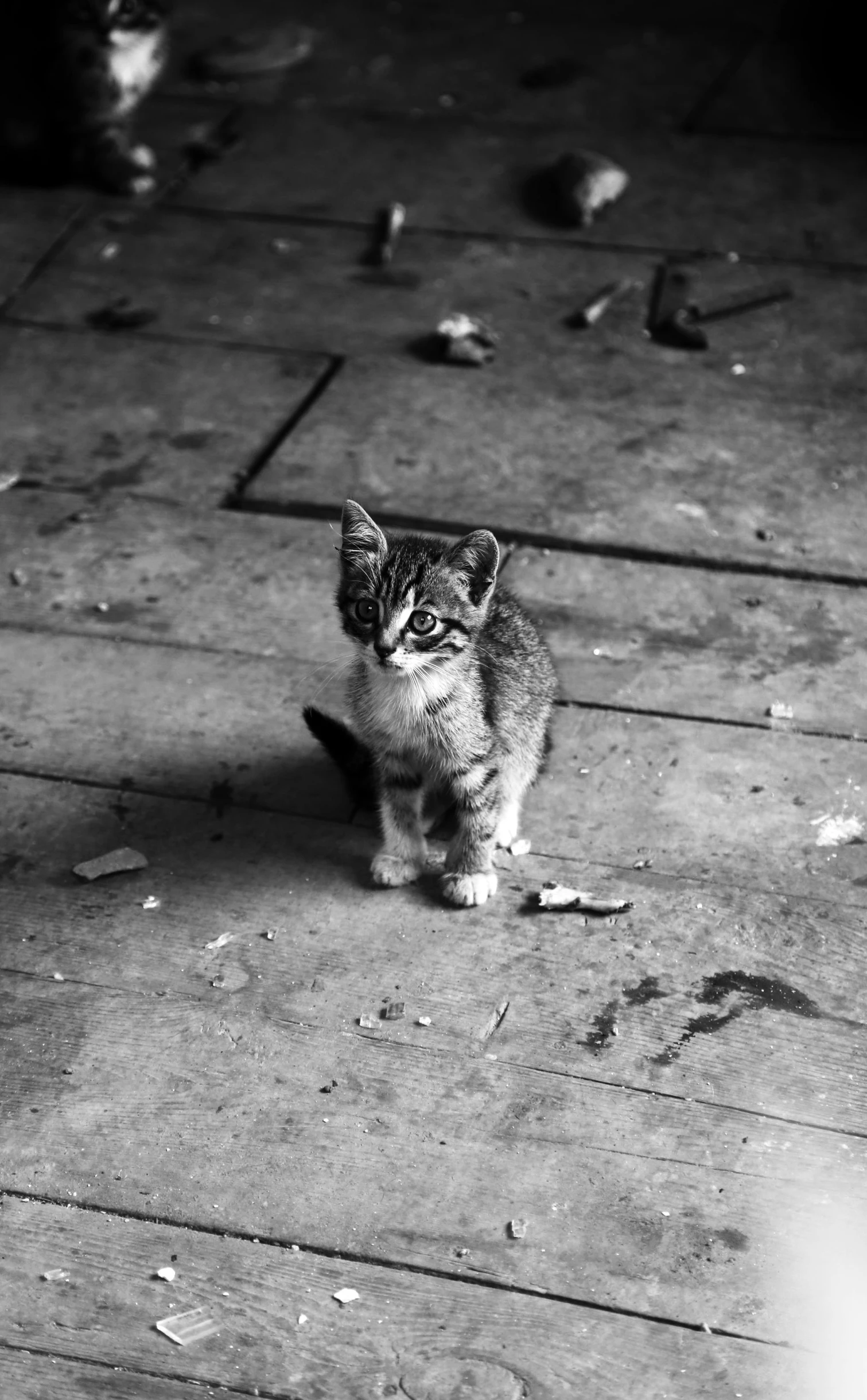 the small kitten is walking on a concrete floor