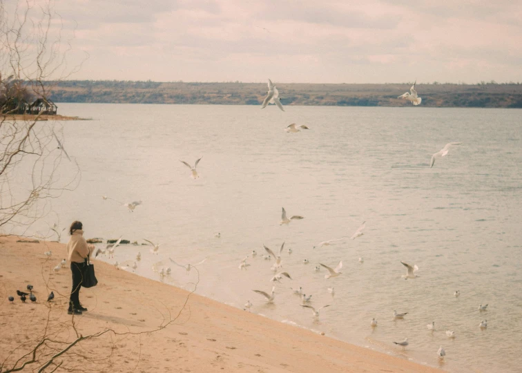 a person and birds on a beach near the ocean