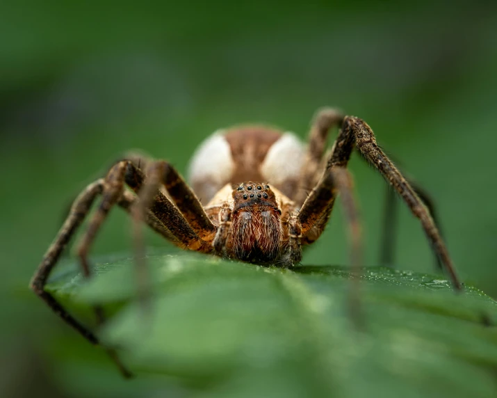 a closeup of a spider with brown and white legs