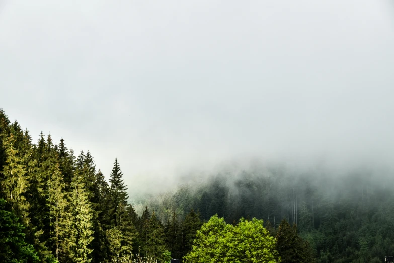 a green forested area covered in thick fog