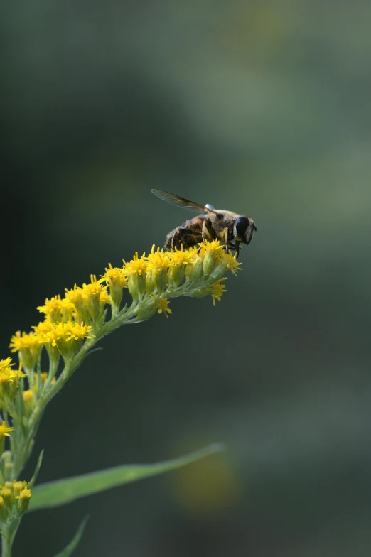 a large black fly sitting on top of a flower