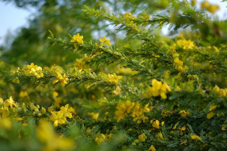 nches of yellow flowers with green leaves in the sunlight