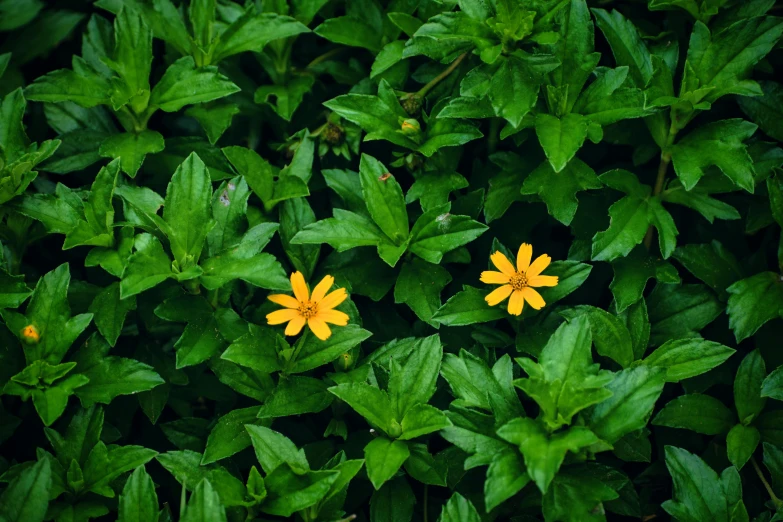 small yellow flowers surrounded by many green leaves