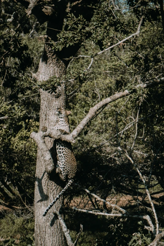 a close - up of the head and neck of a leopard climbing a tree