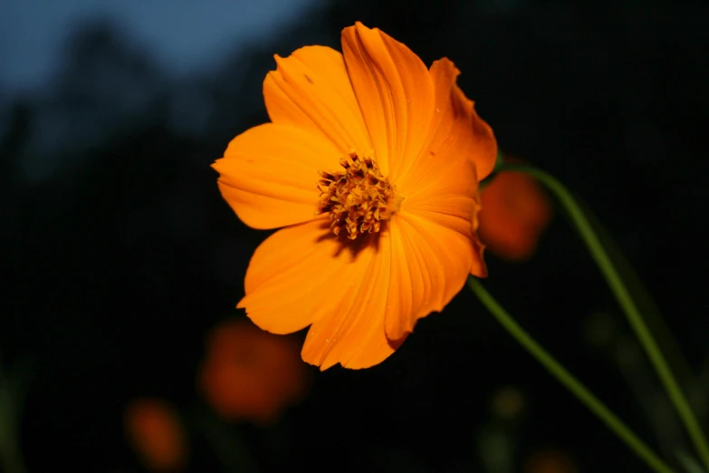 a very big pretty bright flower by some lights