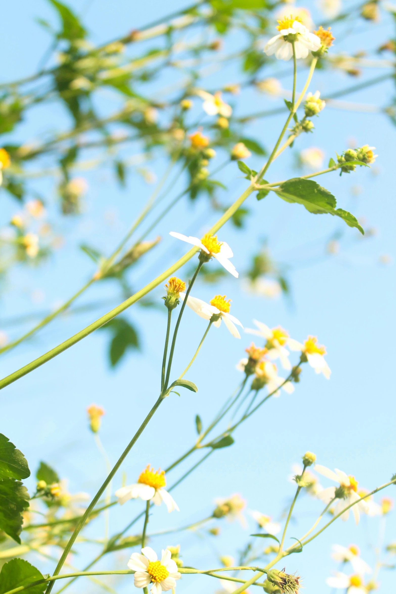 flowers against a blue sky and green grass