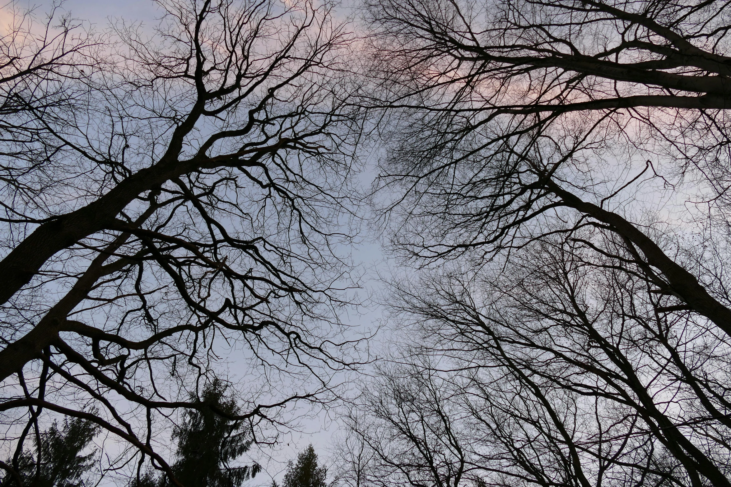 a sky view of several trees that are bare and dying