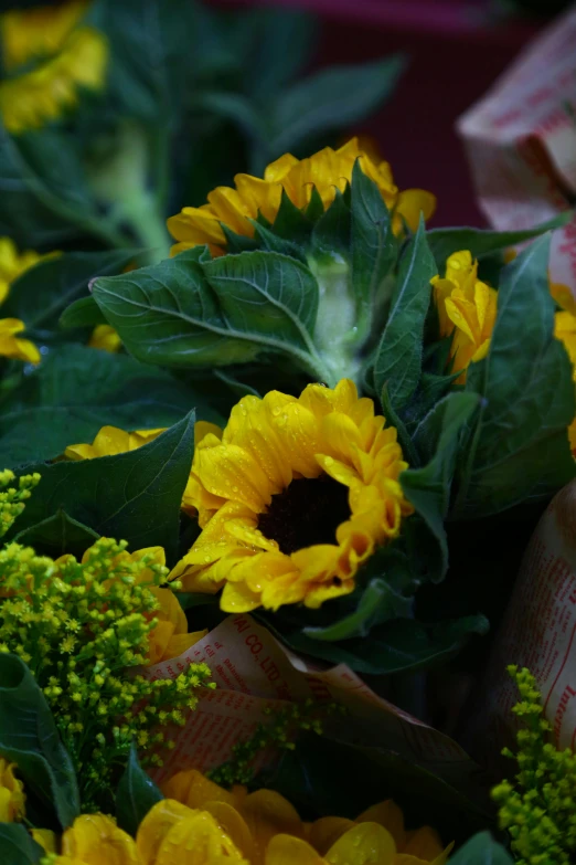 large sunflowers with green leaves surrounding them