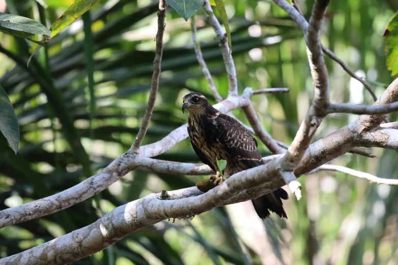 the bird is sitting on the nch looking for insects