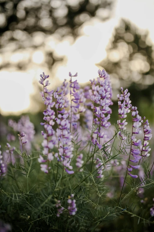 a field with flowers growing in it and sunlight coming through the trees