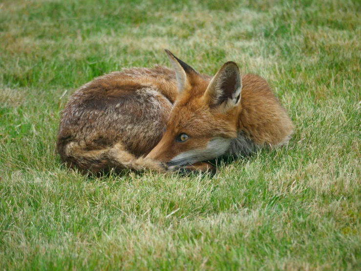 a fox rests in the grass, looking off to the side