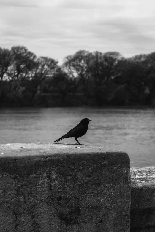 black and white po of a bird sitting on the edge of a stone fence