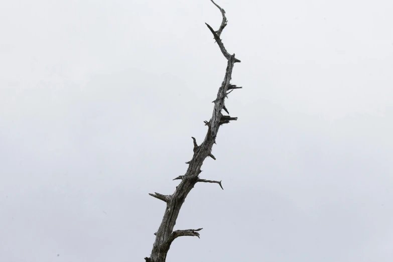 an old, ed, tree on a cloudy day