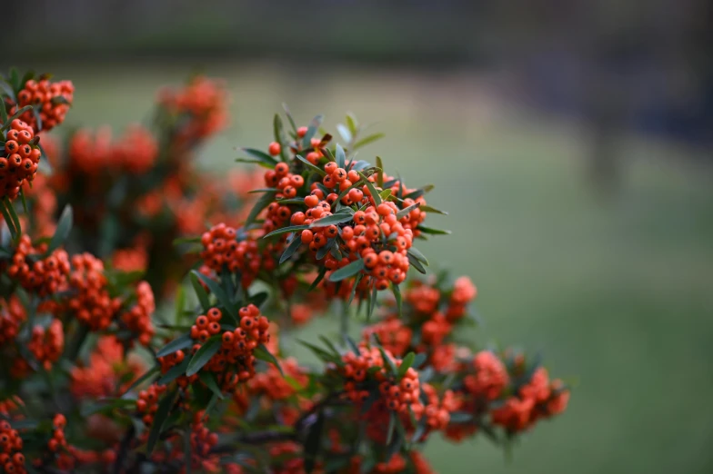 bright orange berries are growing on the nches of a tree