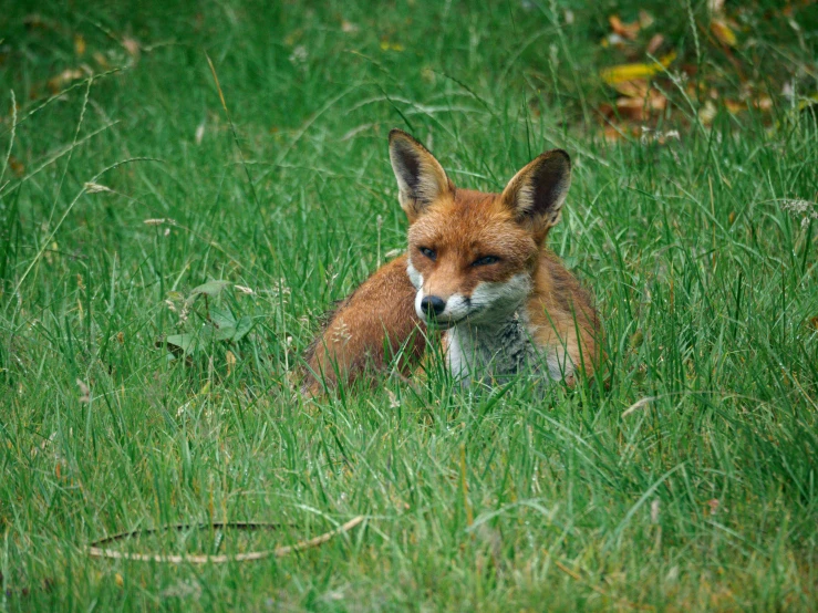 a fox in long grass stares to the right