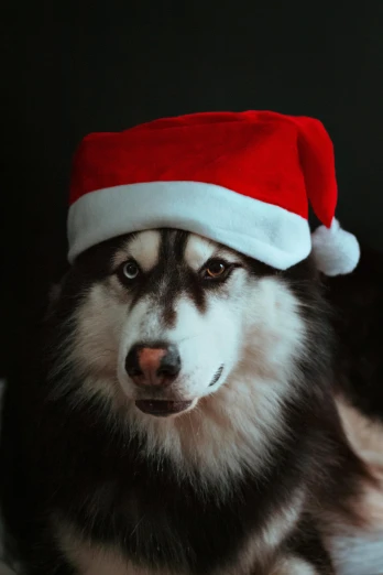 a husky dog wearing a santa claus hat