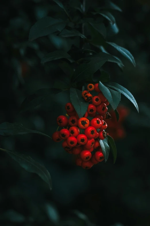 red berries on a bush with green leaves