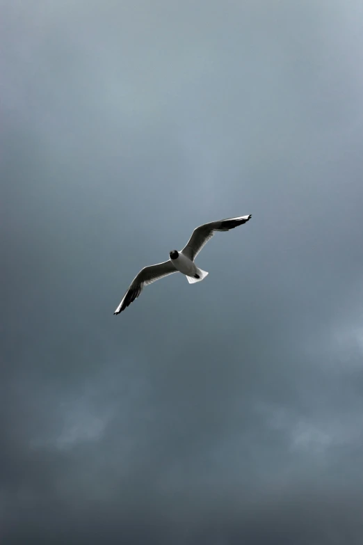 the bird flies high in the cloudy sky