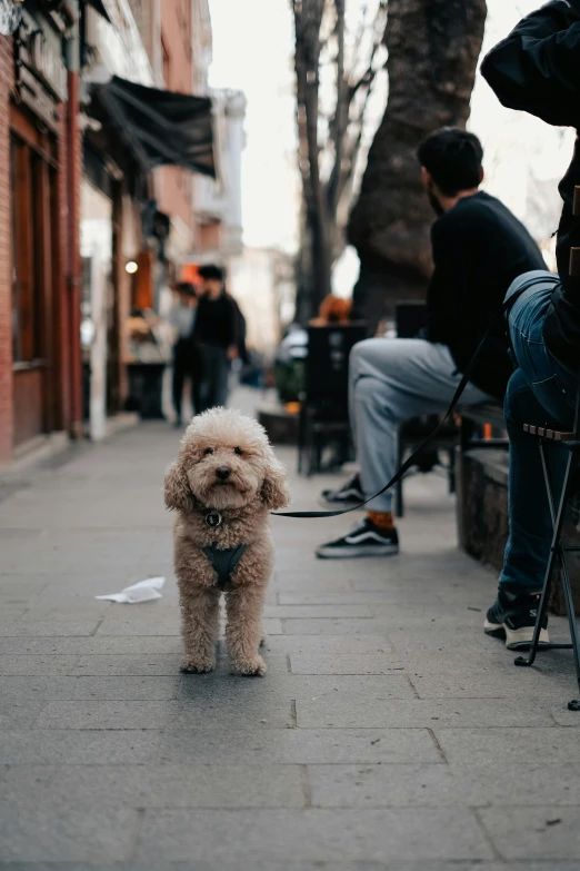 a small brown dog on a leash next to a person