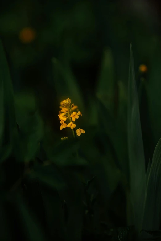 a single yellow flower blooming from a very dark field