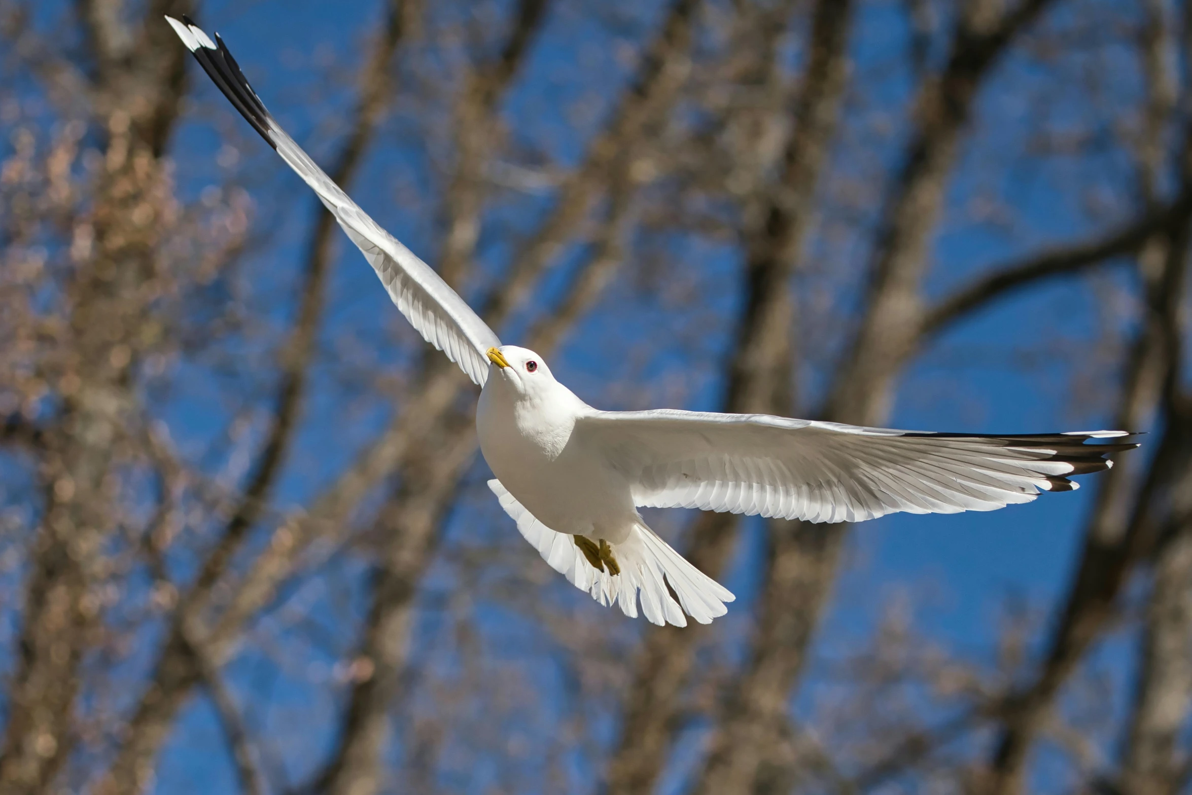 a white bird is flying next to many bare trees