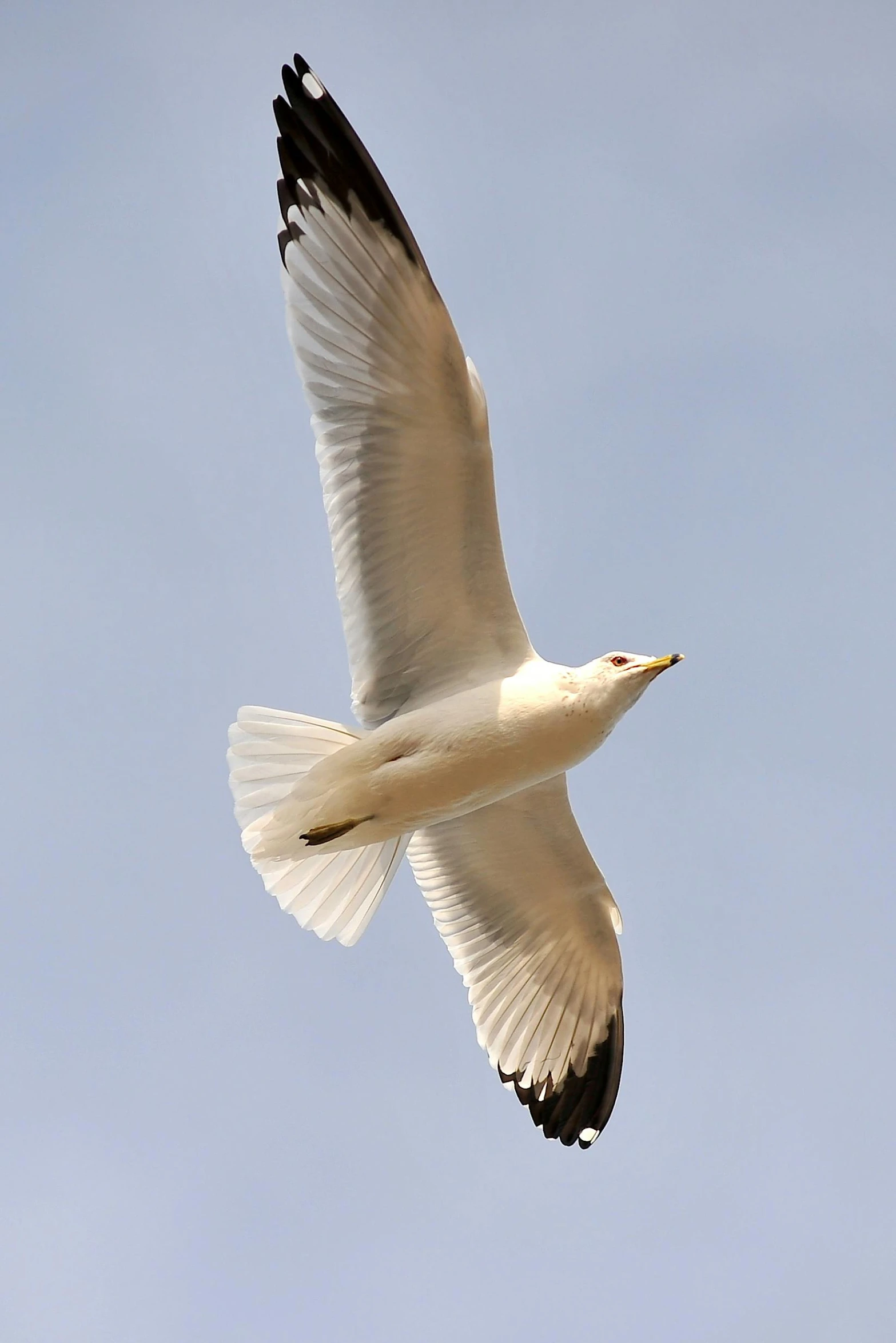 a bird that is flying in the sky