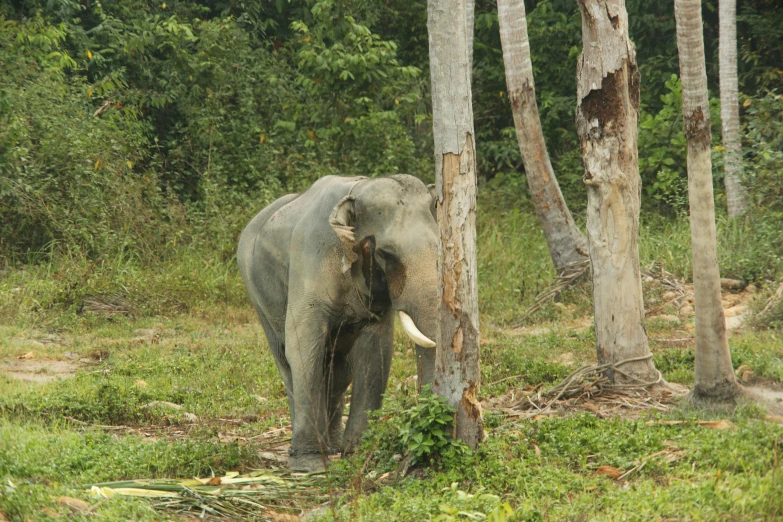 an elephant walking through a grass covered forest