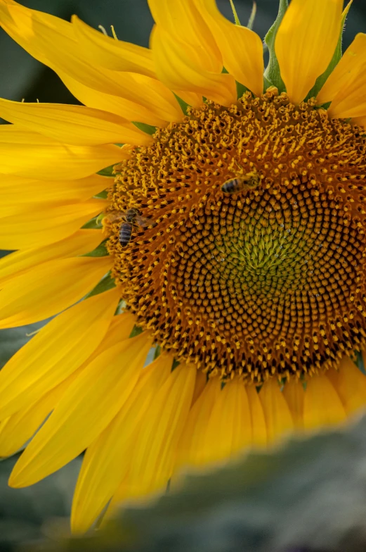 a large sunflower with two bees sitting on it