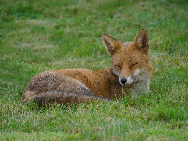 a young fox lying down in the grass sleeping