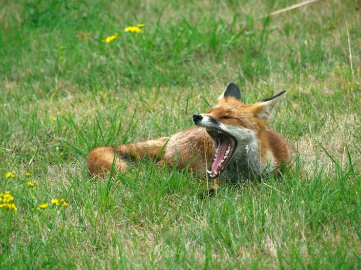 the small red fox is yawning in the green grass