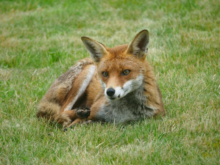 a fox that is laying down in the grass