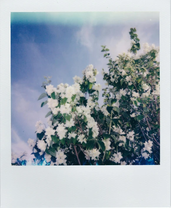 a large flowering bush with white flowers and green leaves